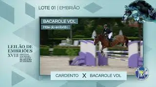LOTE 01 - CARDENTO X BACAROLE VDL (ARGENTINUS)