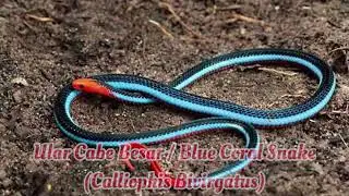 Ular Cabe Besar / Blue Coral Snake (Calliophis Bivirgatus)