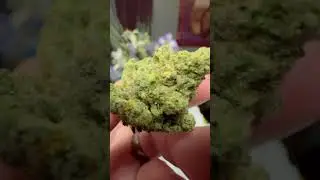Larry Bird Thc Strain review! #thc #sesh #thca #hemp
