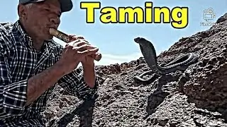 How to tame Kobra snakes in Morocco