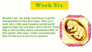 Dog Pregnancy week by week 2022