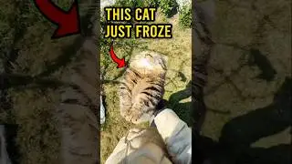 This Cat Just FROZE ❄️😹 #shorts