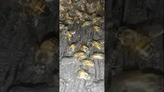 Beetles @AFRICAN  BEES 