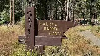 The Trail of 100 Giants Sequoia National Park California 