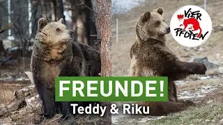 Teddy und Riku im TANZBÄRENPARK Belitsa | VIER PFOTEN