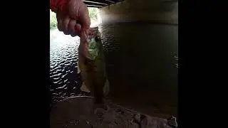 Releasing a Bass Under the Bridge
