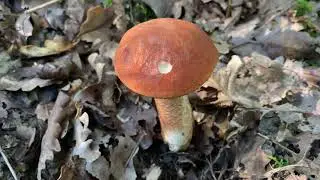 Leccinum aurantiacum (Подосиновик красный), October 16, 2021