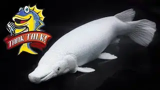 Keeping Monster Fish The RIGHT Way With Predatory Fins