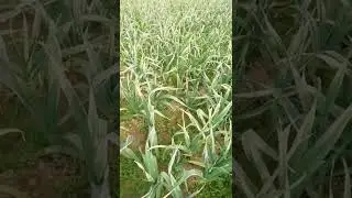G1 garlic of Pakistan | G1 luhsan #garlic #G1 #shorts