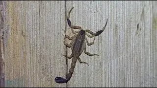Afrolychas burdoi (Scorpion)