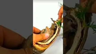 how to bend. small bonsai tree over into a rock&hellip;. #viral #satisfying #trending #youtubeshorts