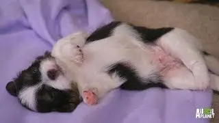 Puppy Goes for a Spin | Too Cute!
