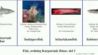 Fisk, ordning Karpartade fiskar, del 2 protopterus fish laevis sinensis aspro ancylostoma nebulosa