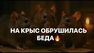‼️НА КРЫС ОБРУШИЛАСЬ БЕДА‼️#strunatarot  #таро  #враги   #tarot