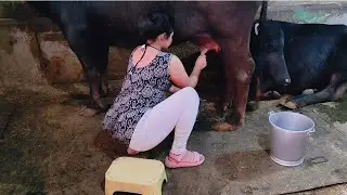 New milking video by village girl #cowmilking #villagelifestyle #buffalomilkingbyhand #goatmilking