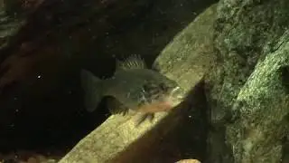 The Aptly Named Warmouth Sunfish (Lepomis gulosus)