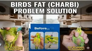 Birds fat (charbi) treatment | females fat (charbi) problem solution | mery paltu dunya