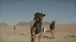 The Dromedary Camel: A Complete Guide to Their Unique Features
