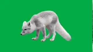 Fox IMAGES Green Screen 8