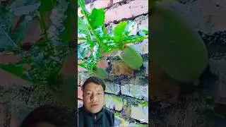 asto wall ma pani tarkari falx hernu🤗 #vegetables #farming #agriculture #vegetablefarms #shortsfeed