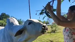 The ox picks leaves from the tree, he picks them 🐂 lol
