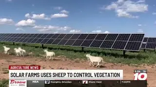 Swisher County solar farm using sheep to control vegetation