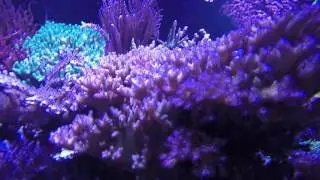tricolor pocillopora 2016