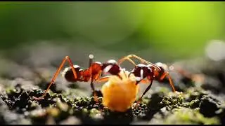 Where Ant Paths Become One#AntColony #UndergroundWorld #MacroNature