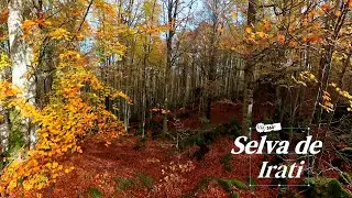 Selva de Irati vr 360&ordm;