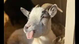[SONS] Cabras Efeito Sonoro de Cabras sons