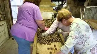 Lucy and Ethel sorting pecans