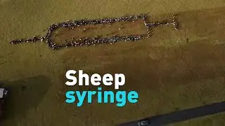 German man organizes sheep into syringe shape to promote vaccination