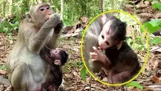 Awful Mom Monkey! Baby Farrah So Hungry Why Mommy Let Its Baby Eat Fingers Like This?