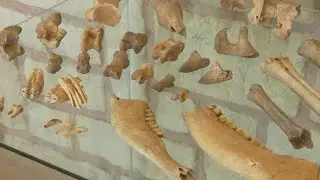 Zajímavosti ohledně pravěkých nálezů najdete v Památníku Velké Moravy
