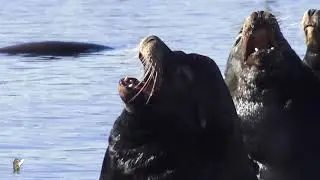 SEA LIONS BARKING SYMPHONY
