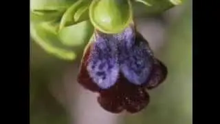 Pollination of wild orchids