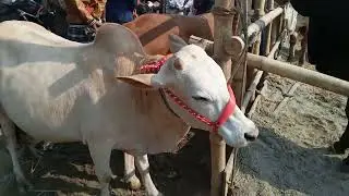 ১৫ জানুয়ারি ২০২৬ সেরা মানের সার বাছুর পাবনা জেলা বেড়া চতুরহাট🐄 Global Sihab vlog #viral 