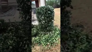 Shrubbery, bed cleaning, and Pinestraw 