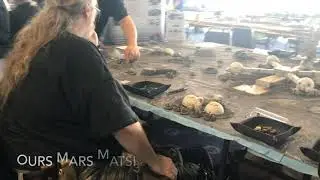 Colours 2019 Wargame Show