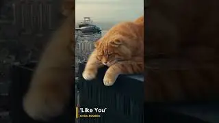 8008ies - Like You