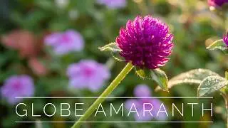 Globe Amaranth and Periwinkle in Sunlight | Nature Relaxation Flower Video#flowers#flowersgarden