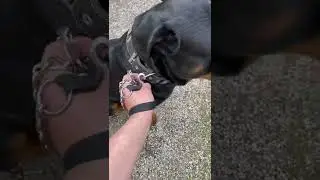 Gassi Routine mit Canelo.. 🐶