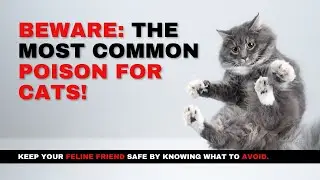 Cat Care Tips: Poisoning Risks & How to Keep Your Cat Safe