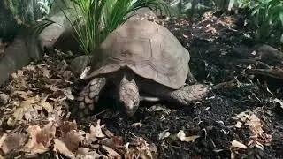 Asian giant tortoise fixing her nest pile