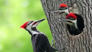 Woodpecker Bird Picidae Searching Insects||Pileated Woodpecker (Picidae: Dryocopus pileatus)