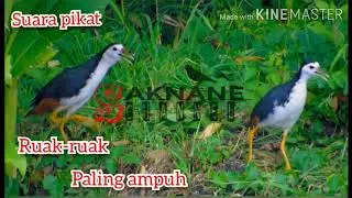 SUARA PIKAT RUAK RUAK 2020 PALING AMPUH!!!!