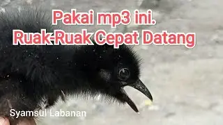 Download Master Suara Anak Ruak-ruak Gacor untuk Pancingan Jerat Burung Ruak Ruak