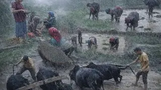 Traditional Nepali Rice Planting Method ll Natural Village Life 