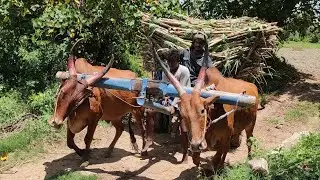 Bullock running race video in agriculture land | bullock framework | cow videos | Bullockcartloading