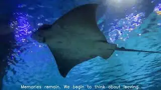 RELAXING MUSIC, FILM WITH DELIGHTFUL IMAGES.